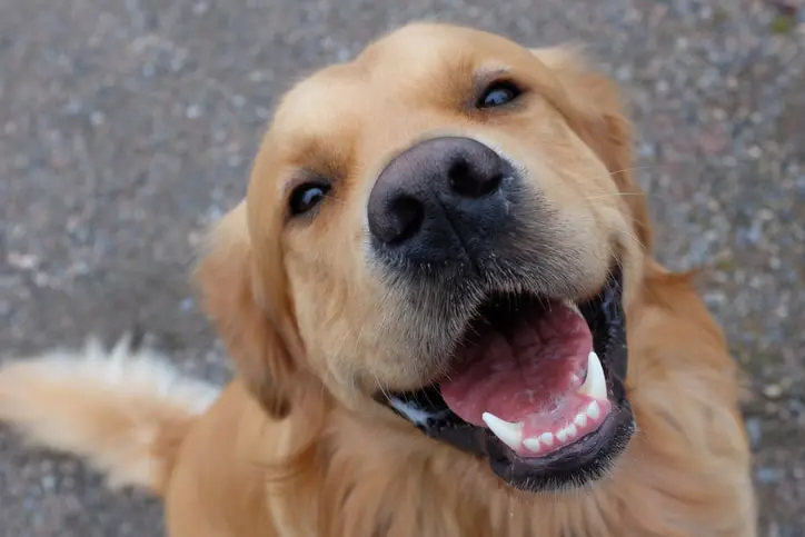 A happy golden retriever smiling at the camera