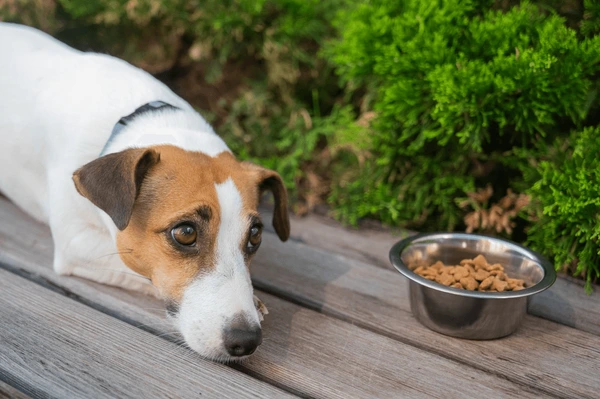 A small dog watching its food bowl outdoors
